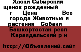 Хаски Сибирский (щенок рожденный 20.03.2017г.) › Цена ­ 25 000 - Все города Животные и растения » Собаки   . Башкортостан респ.,Караидельский р-н